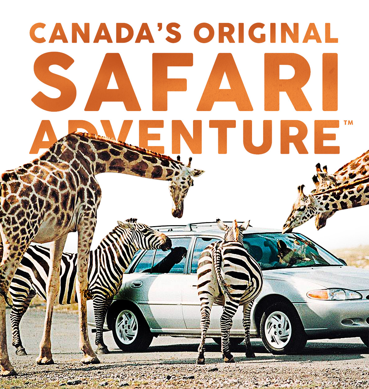drive through african safari canada