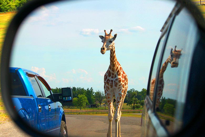 Giraffe in side mirrorr