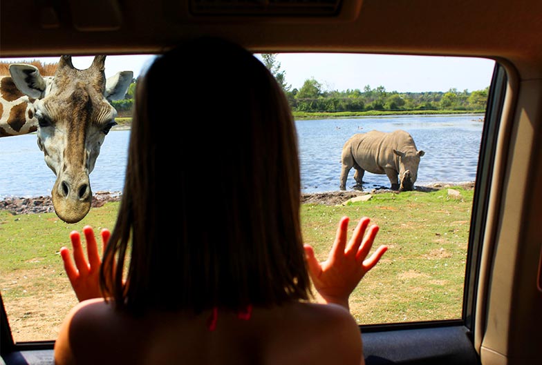 Child looking out car window at giraffe and rhino