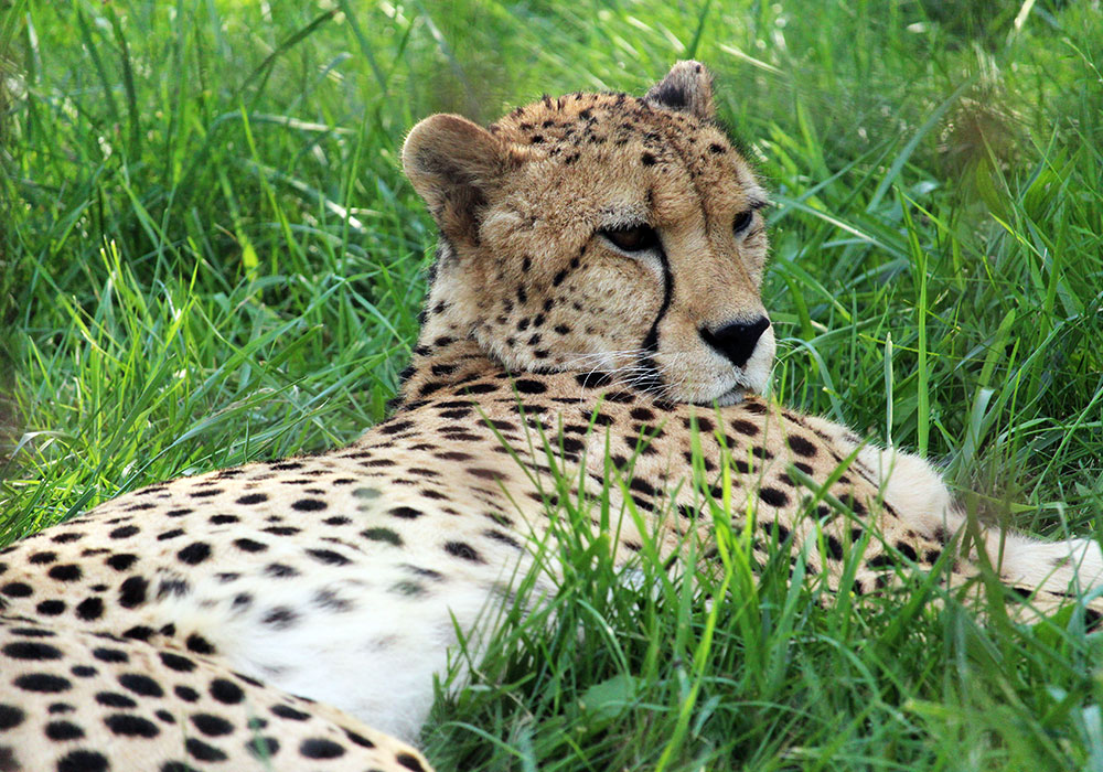 Cheetah in the Grass - African Lion Safari