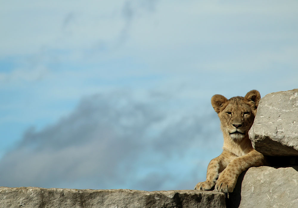 Female Tawny Lion on Rock at African Lion Safari