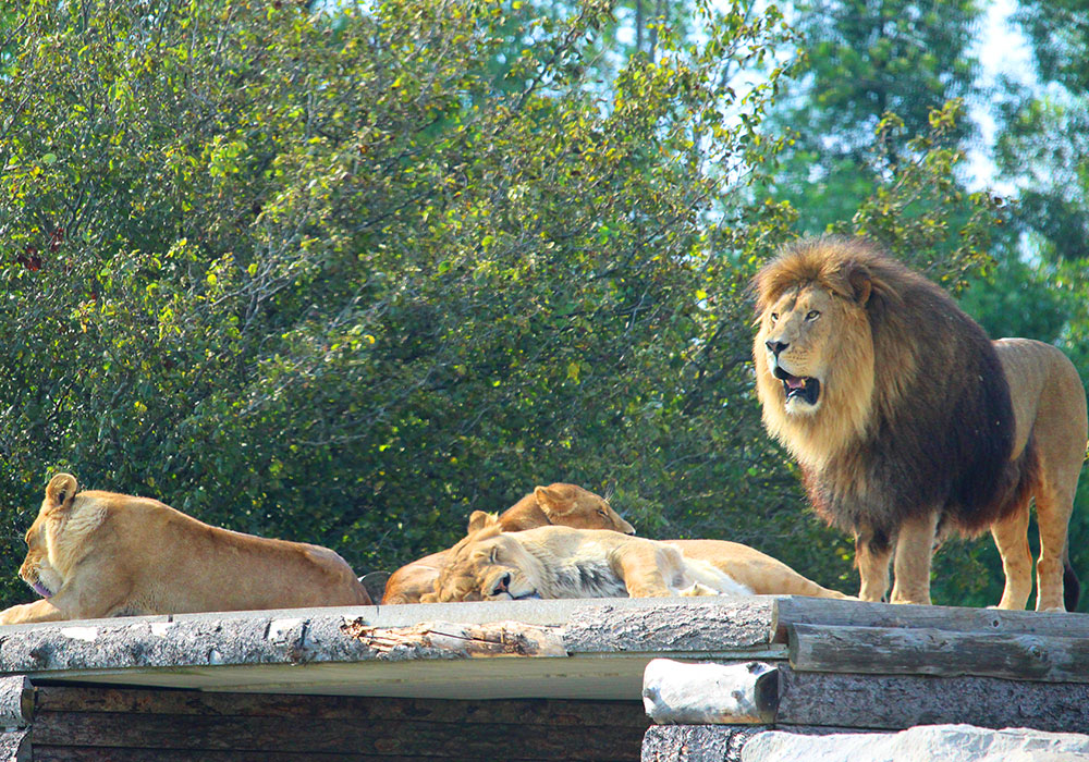 Tawny Lions on Rock at African Lion Safari
