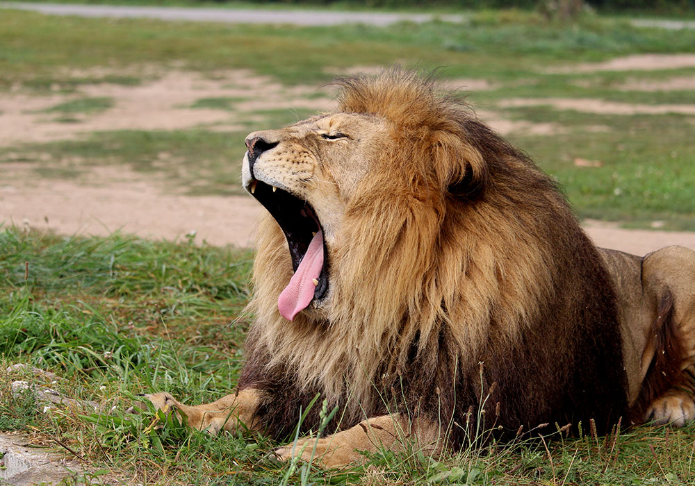 Tawny Lion yawning at African Lion Safari