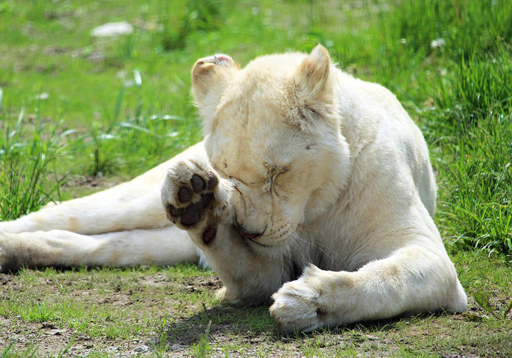 White Lion in the Grass