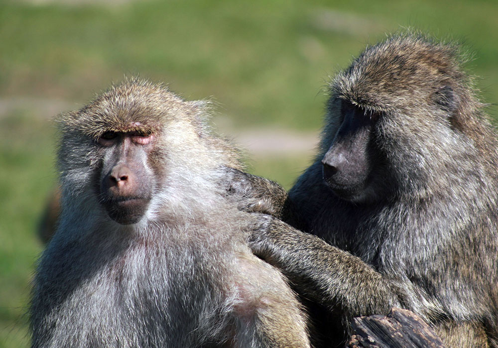 Two Baboons Grooming eachother