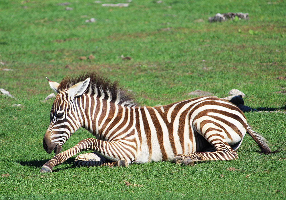 Zebra on the grass