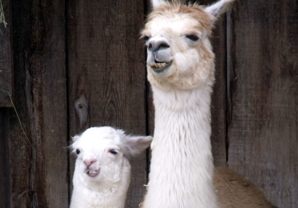 two lamas
