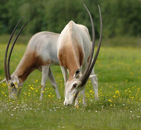 Scimitar Horn Oryx