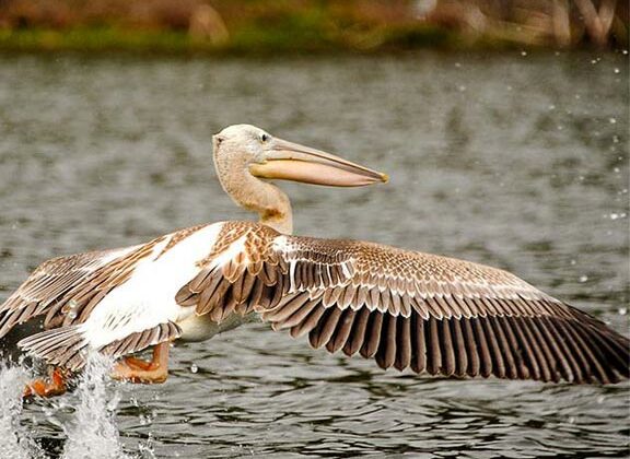 african pink backed pelican