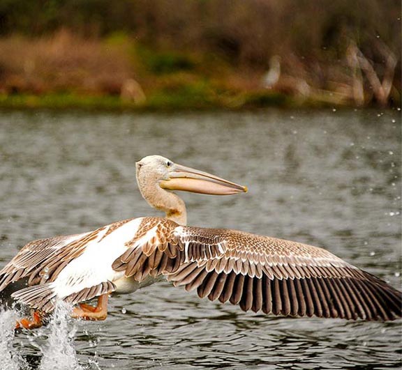 african pink backed pelican