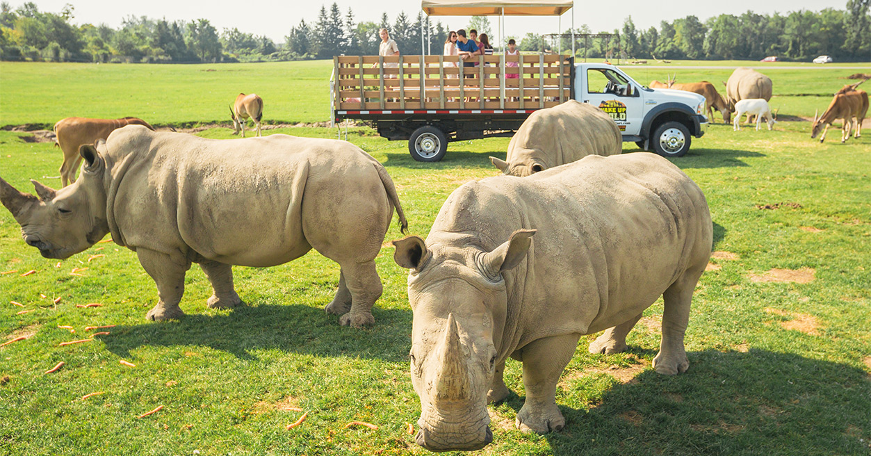 Rhinos during wakeup the wild tour