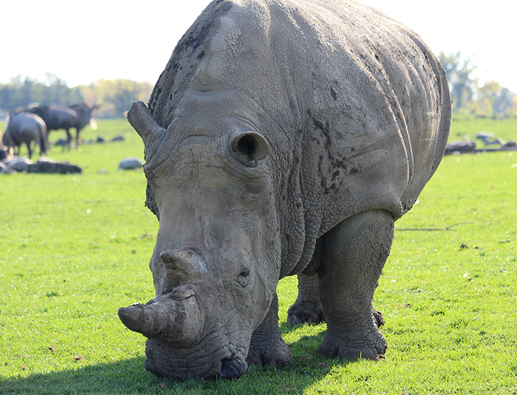 Rhino grazing on grass