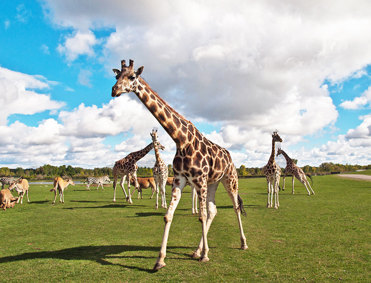 Herd of giraffes with antelopes and zebra