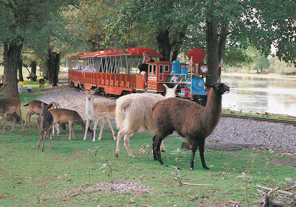 Nature boy scenic railway tour passing lamas and deer