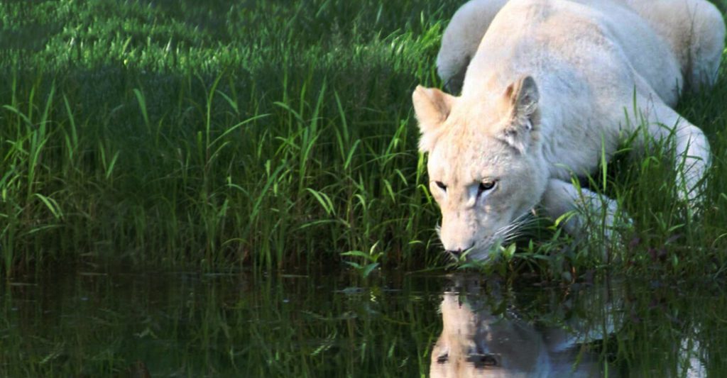 White female Lion drinking from lake