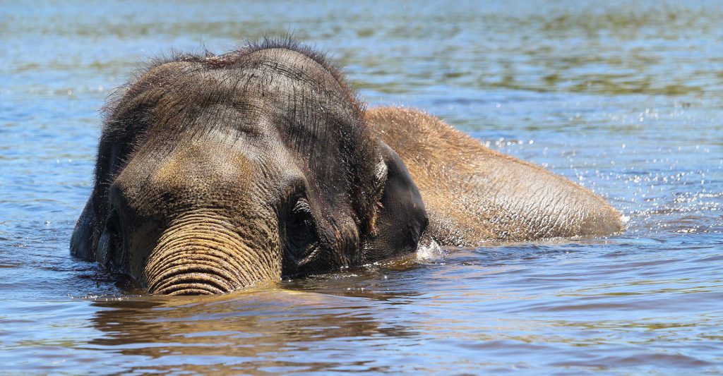 asian elephant in water