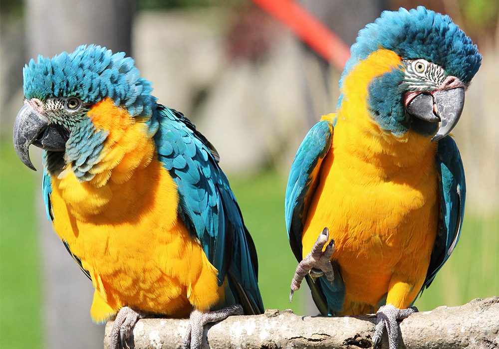 blue and Gold macaws