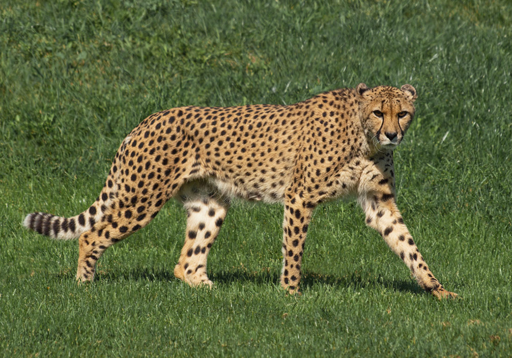 Cheetah Breeding | African Lion Safari | Cambridge Ontario