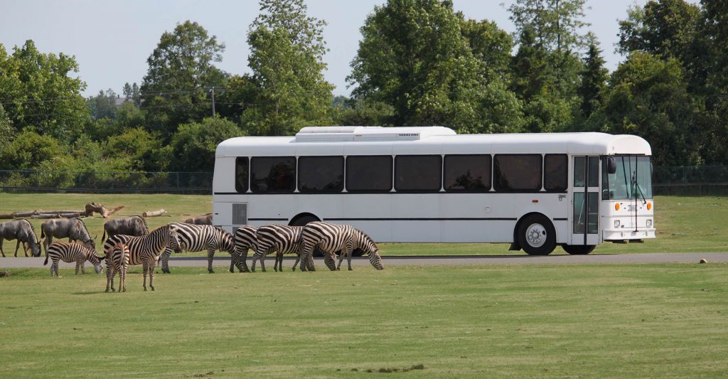 Safari Tour bus with zebras out front