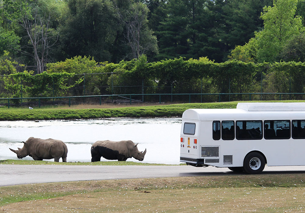 african lion safari tour bus