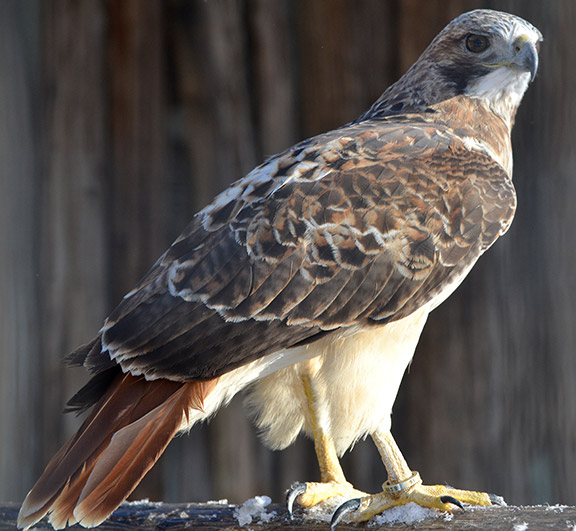 RED TAILED HAWK