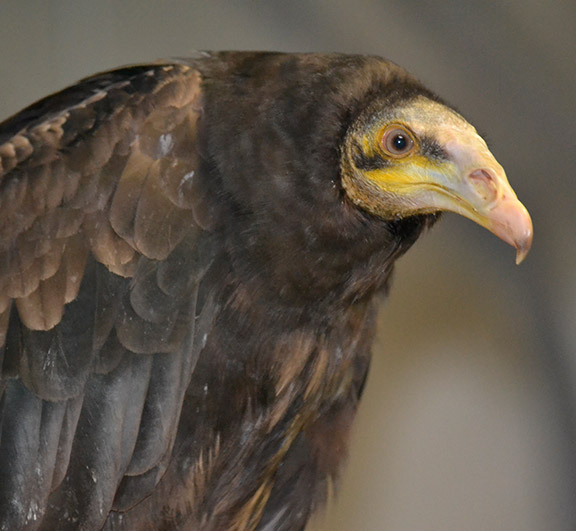 YELLOW-HEADED VULTURE