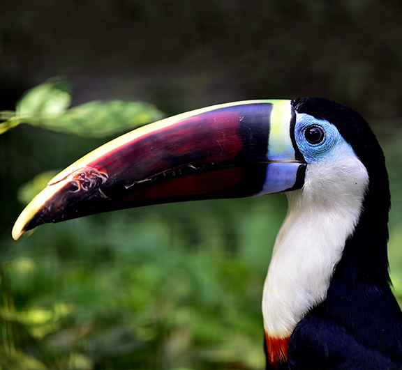 RED BILLED TOUCAN