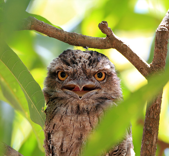 TAWNY FROG MOUTH