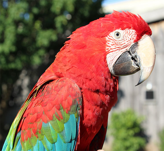 GREEN WING MACAW