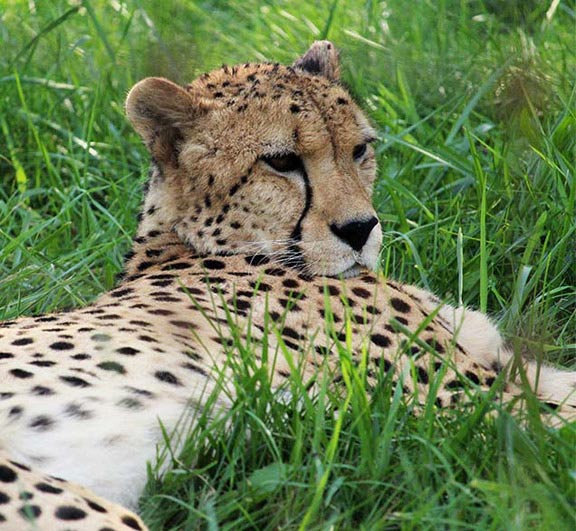 Cheetah - African Lion Safari