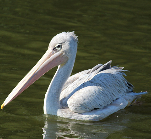 AFRICAN PINK-BACKED PELICAN