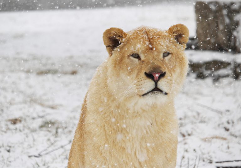 african lion safari in winter