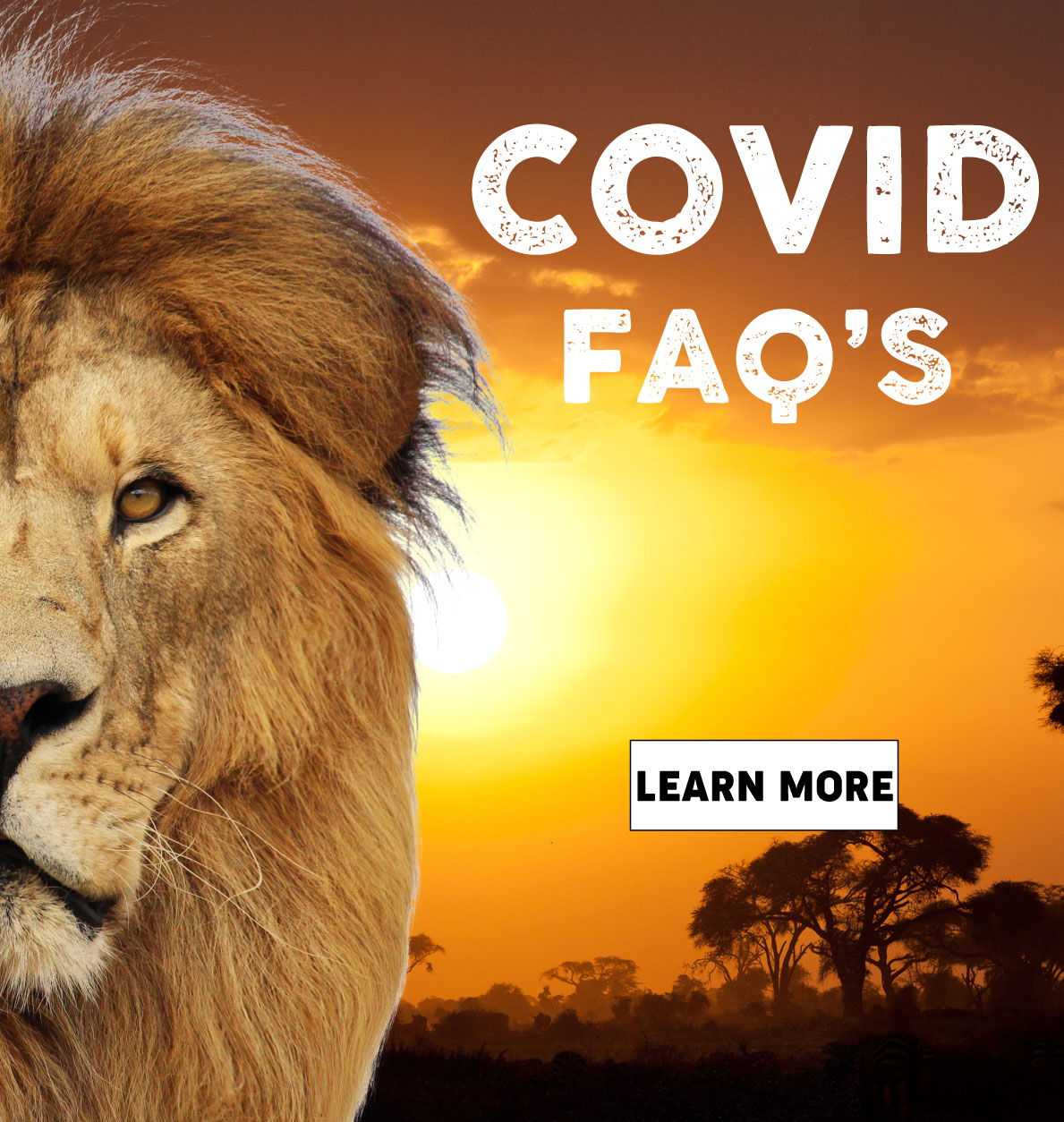 african lion safari online tickets