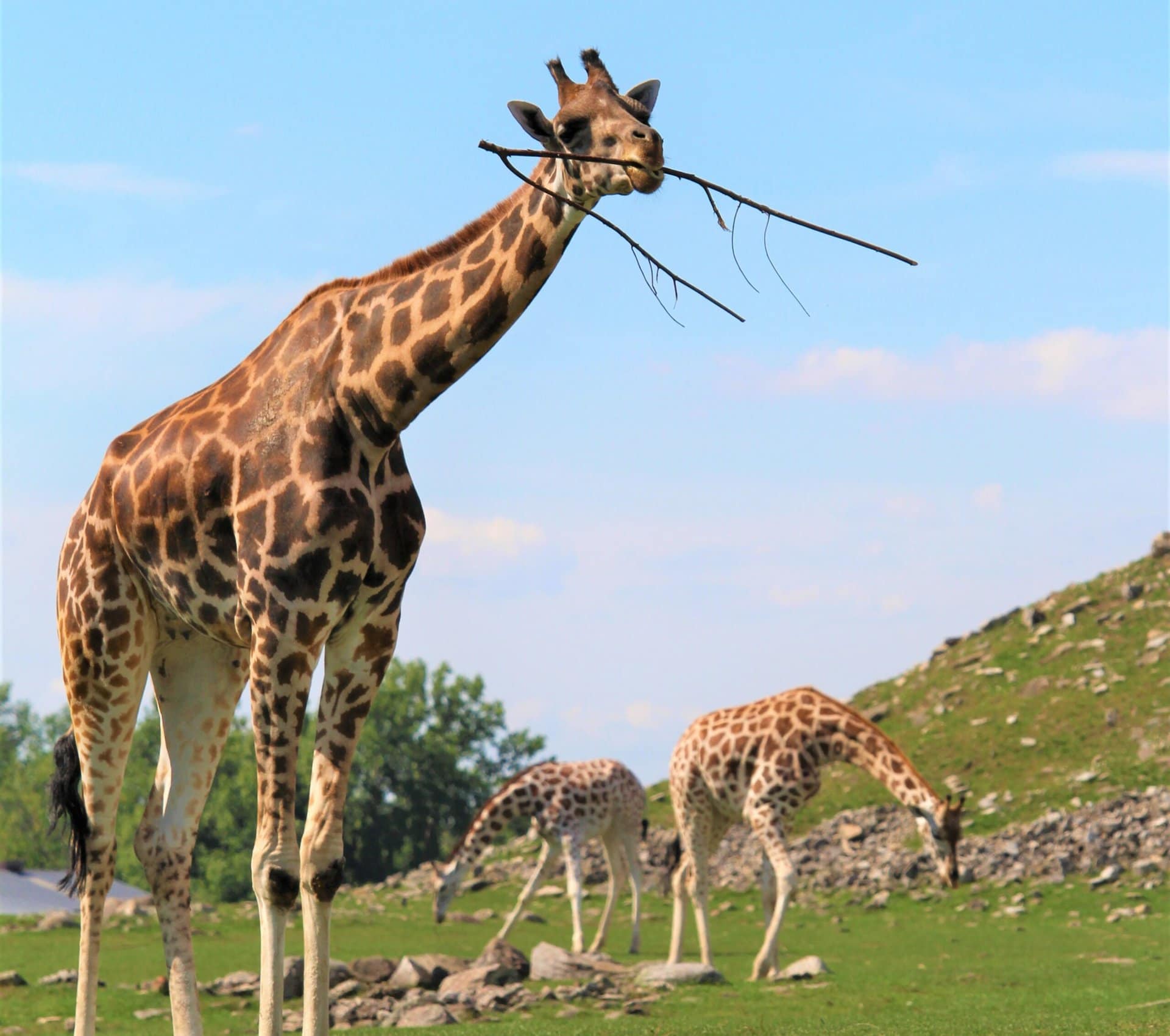Giraffe with stick and 2 in the background