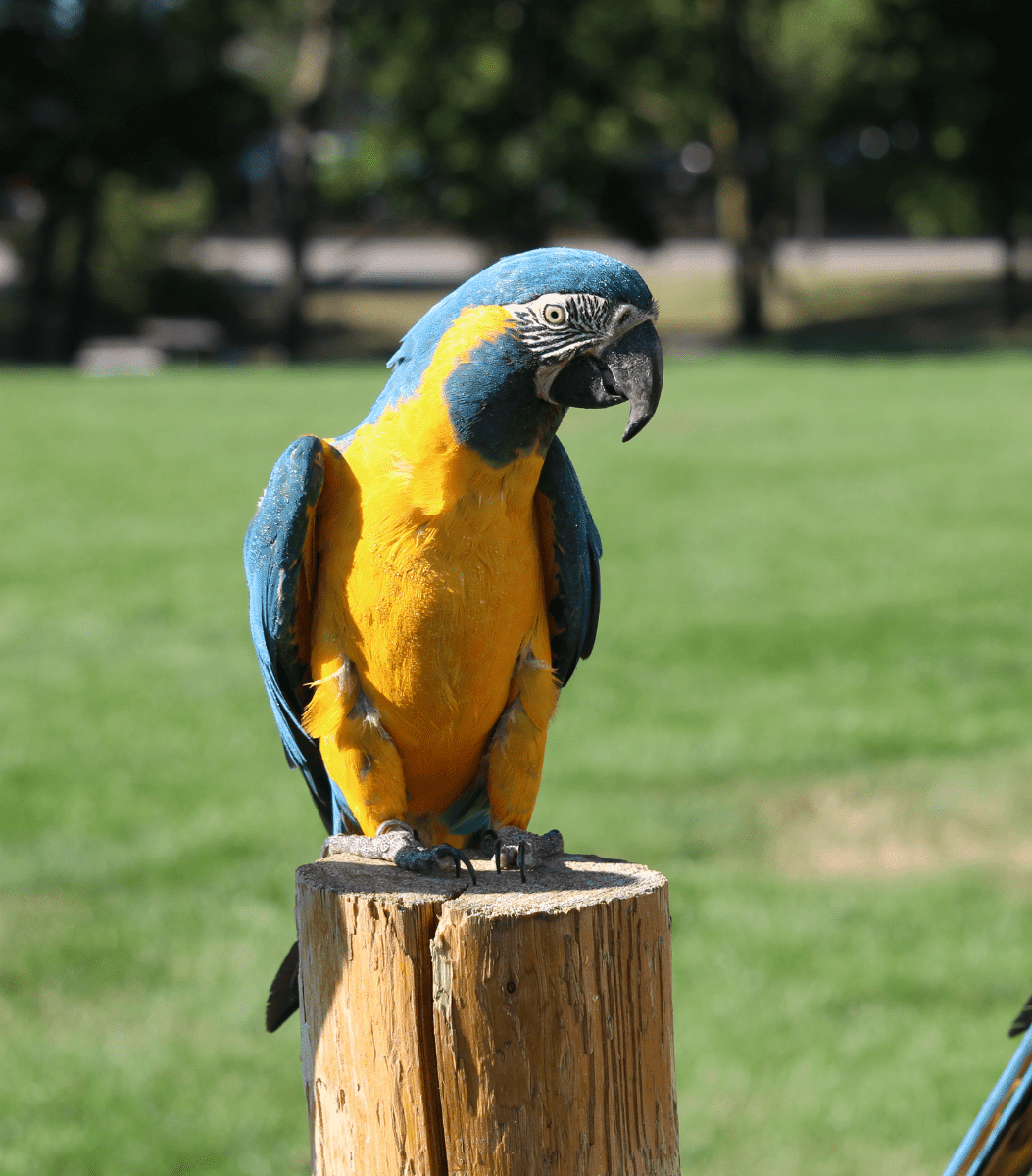 2 Blue Throated Macaw