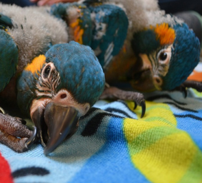 Blue Throated Macaw Chicks