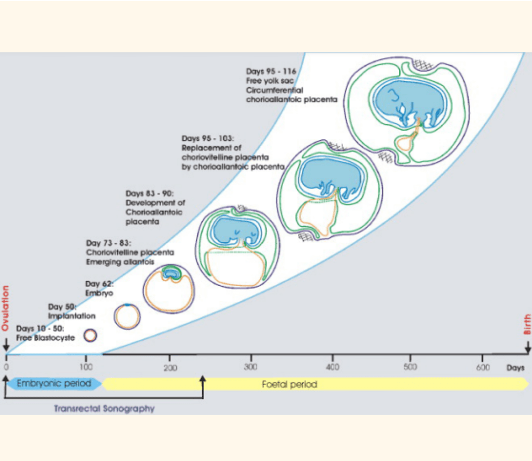 elephant embryo vs human embryo
