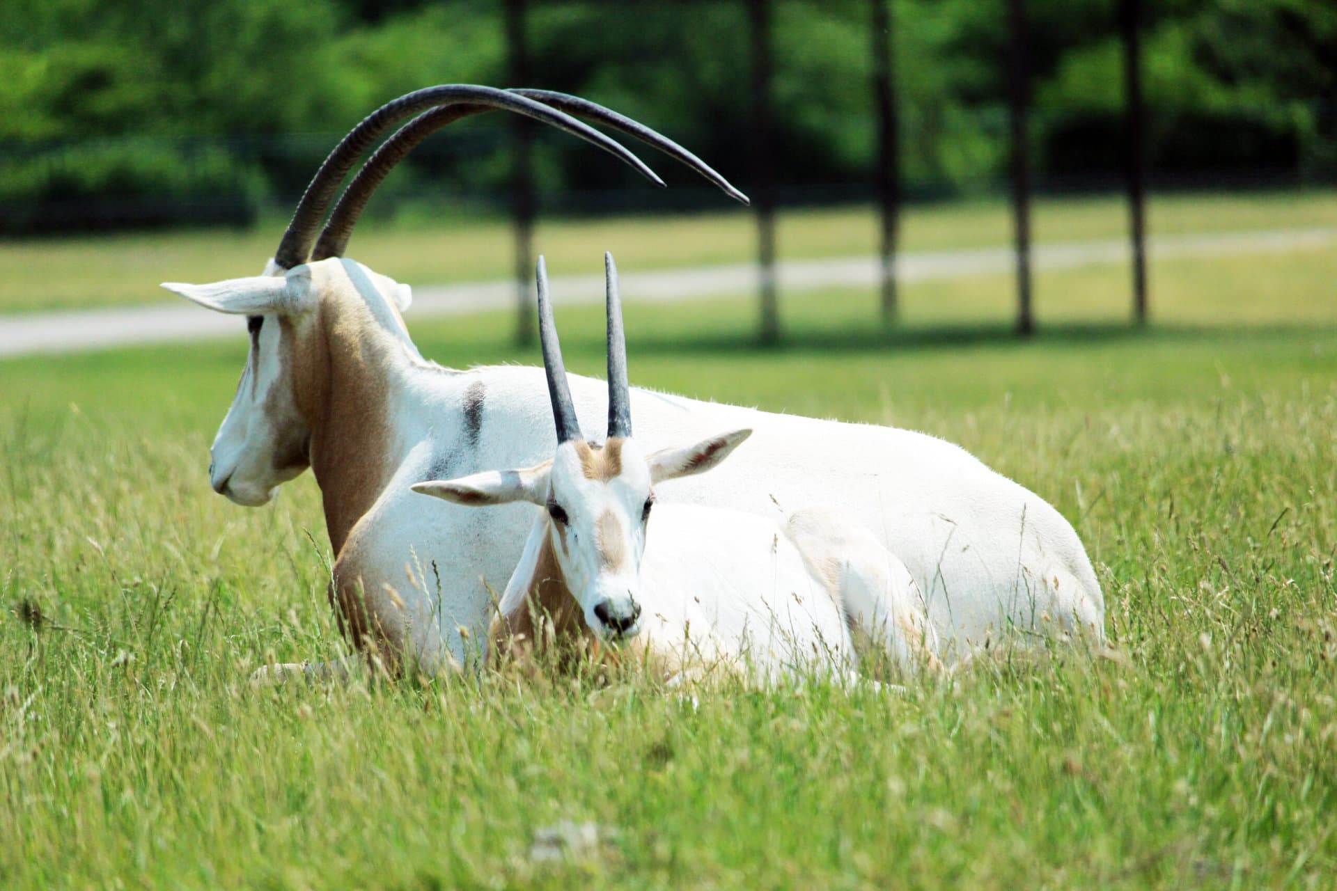 Two Scimitar Horned Oryx