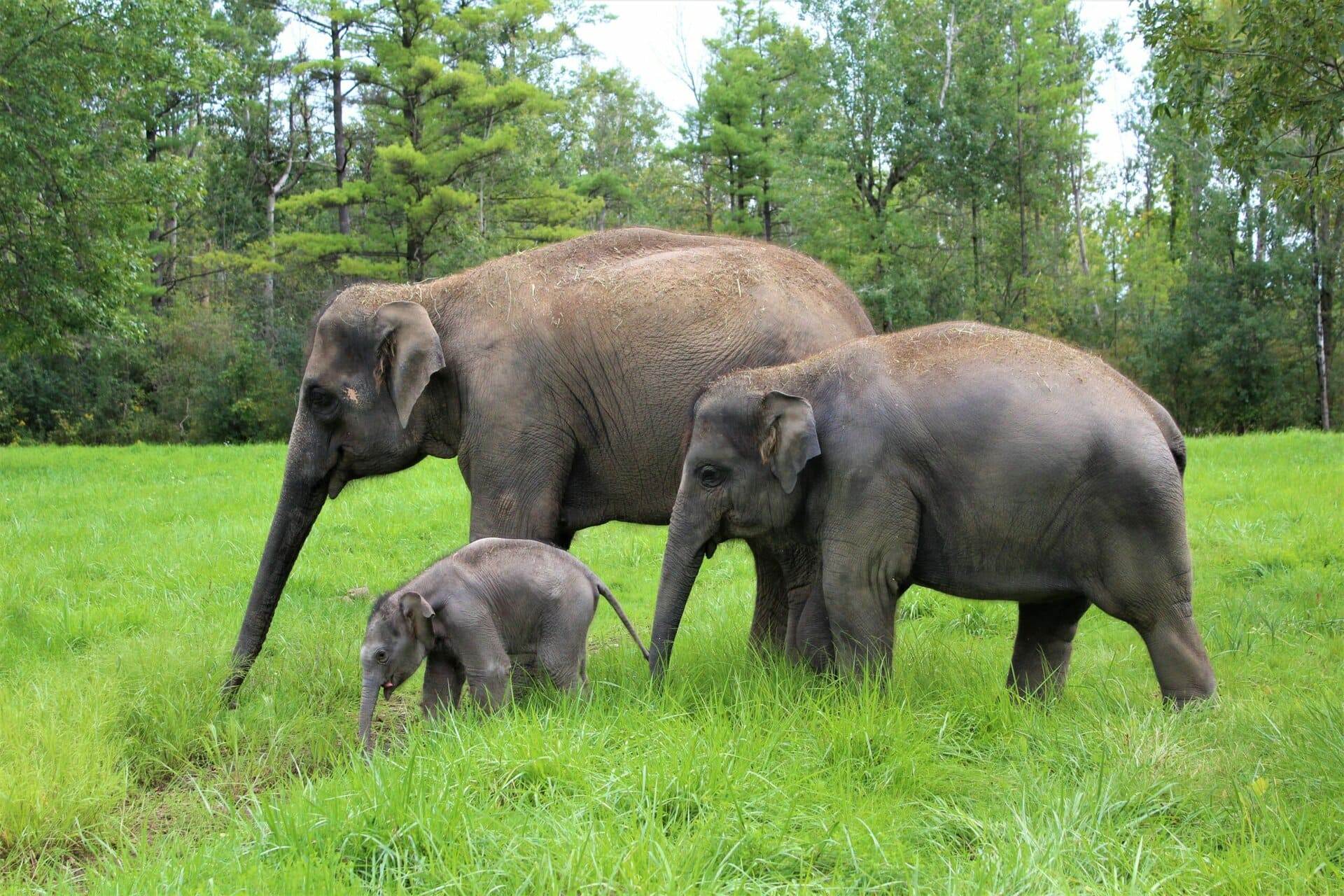 three asian elephants