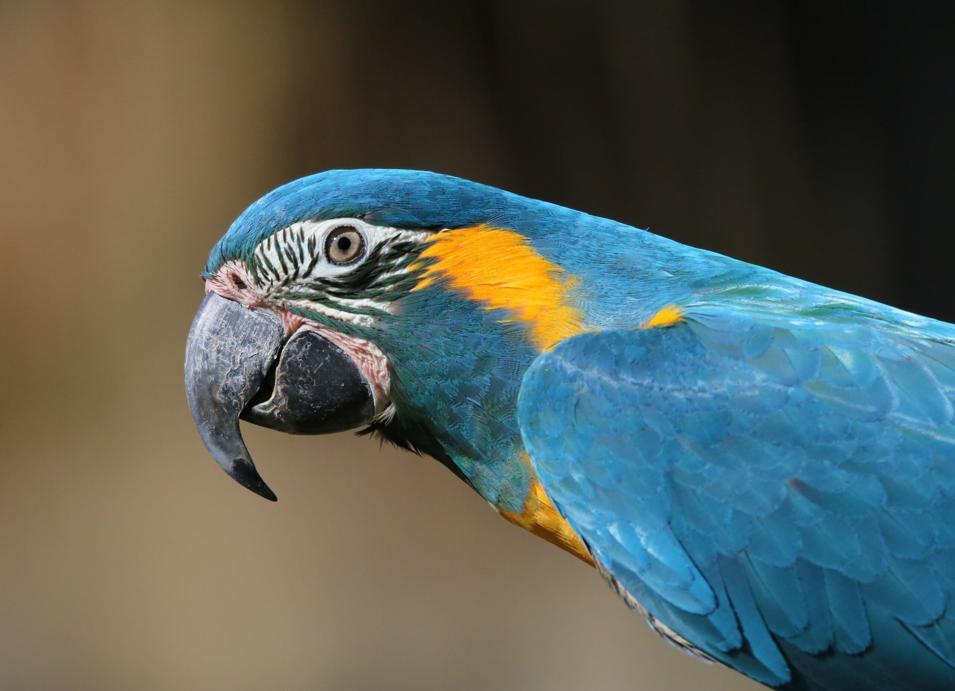 Blue-throated Macaw at African Lion Safari