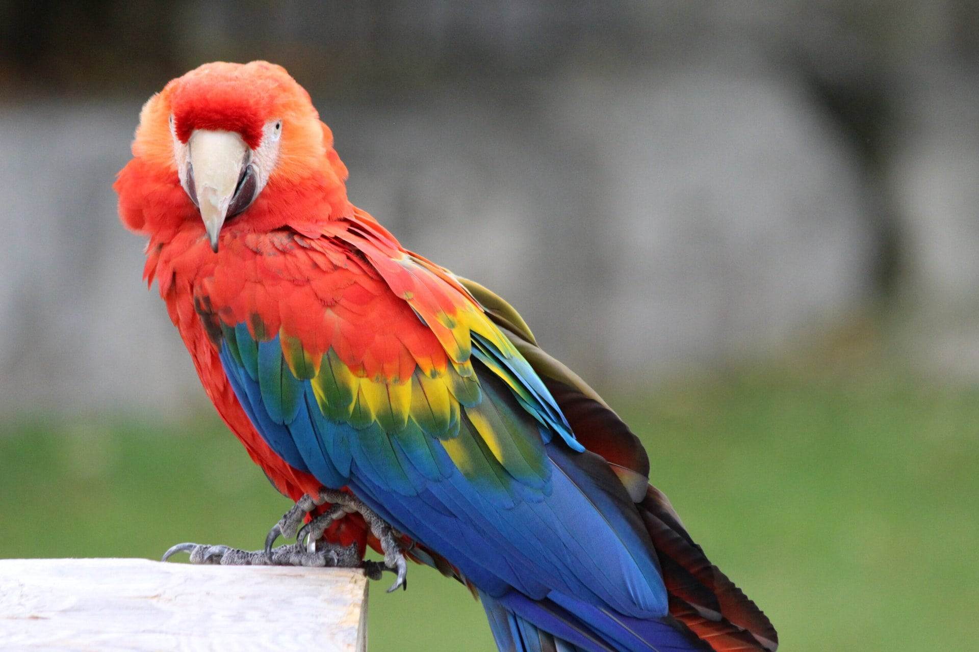 Scarlet Macaw- Red Blue Green Yello
