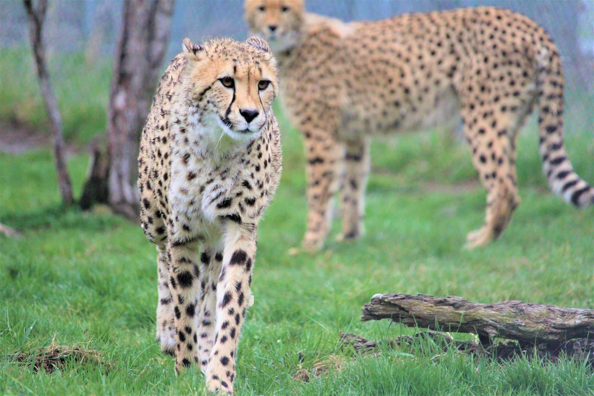 two cheetah