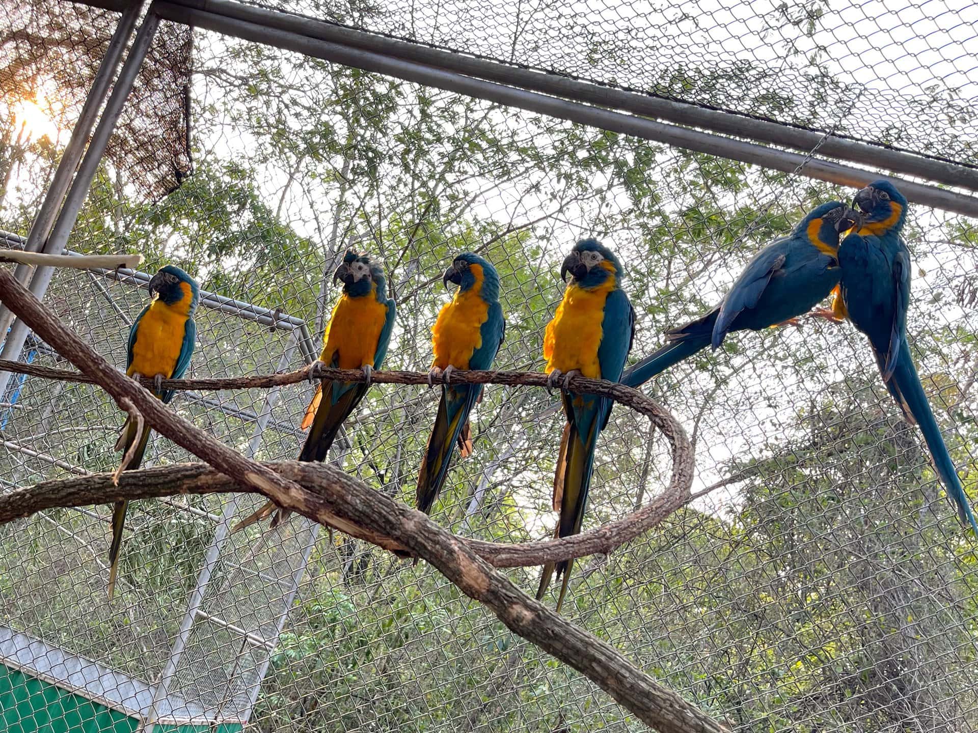 Blue-throated Macaws at CLB’s Silvestre Wildlife Custody Center “Paraba Barba Azul” in Bolivia